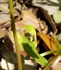 Andrena anisochlora