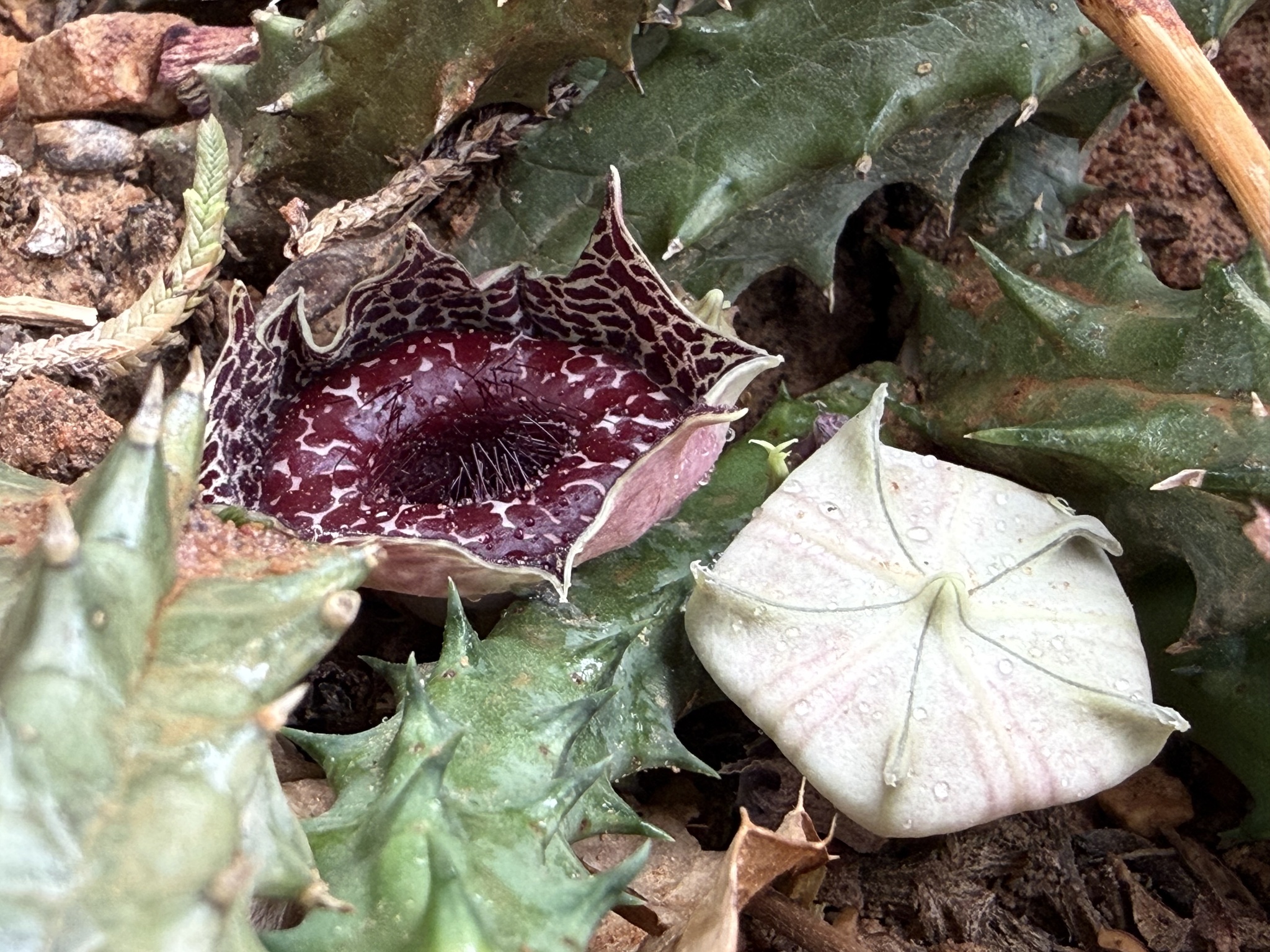 Huernia reticulata (Masson) Haw.