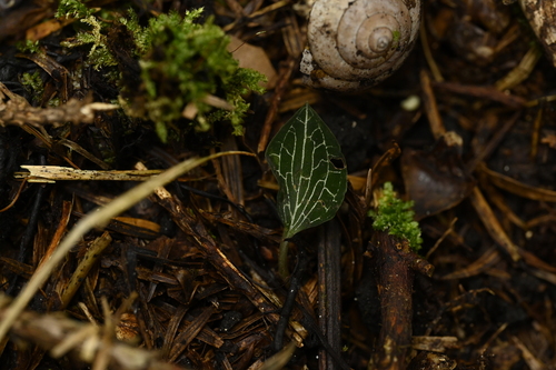 Anoectochilus formosanus