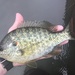 Redear Sunfish - Photo no rights reserved