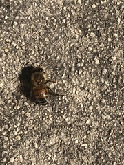 Apis mellifera