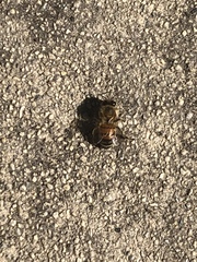 Apis mellifera