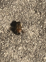 Apis mellifera