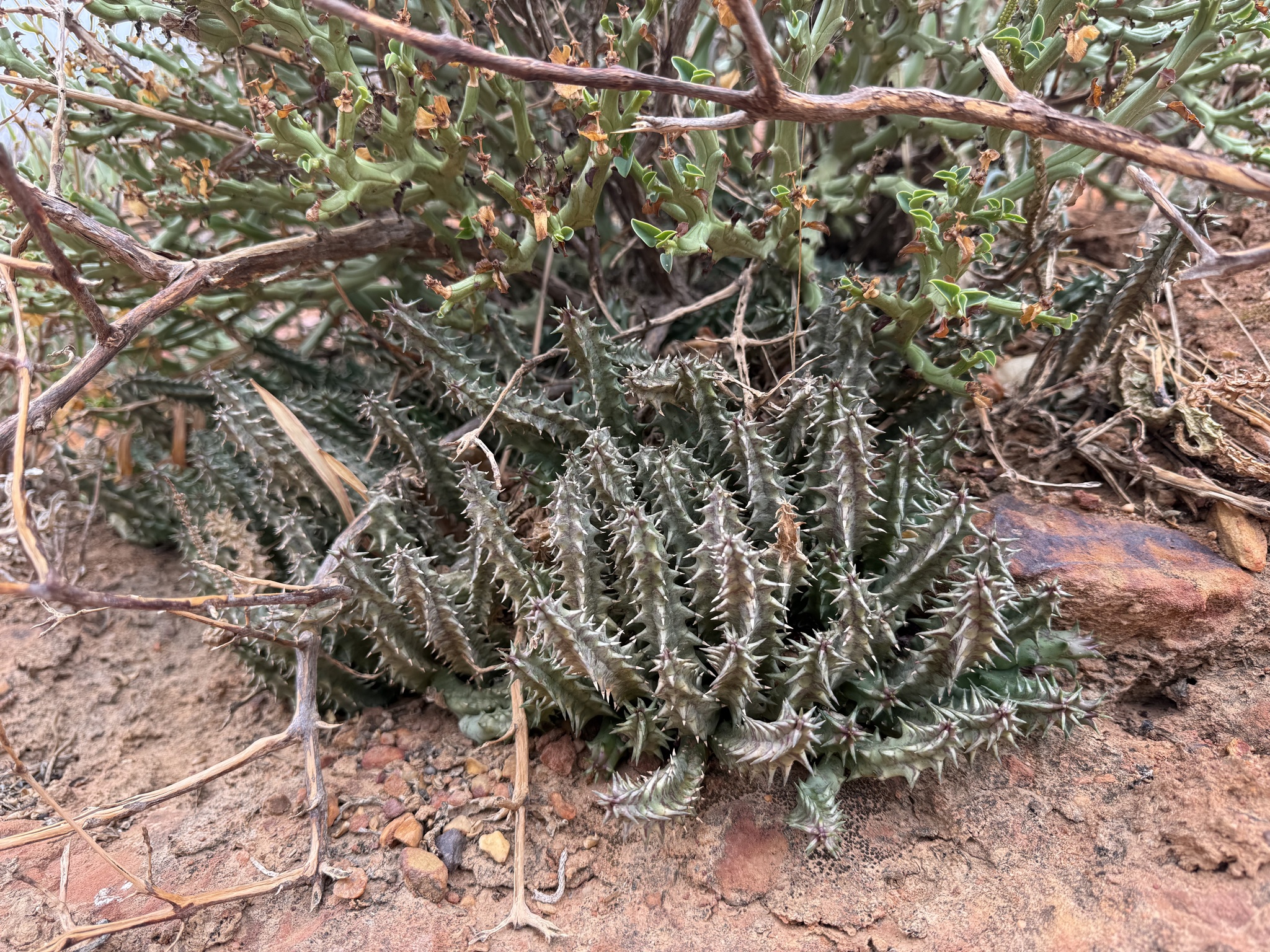 Huernia reticulata (Masson) Haw. 2