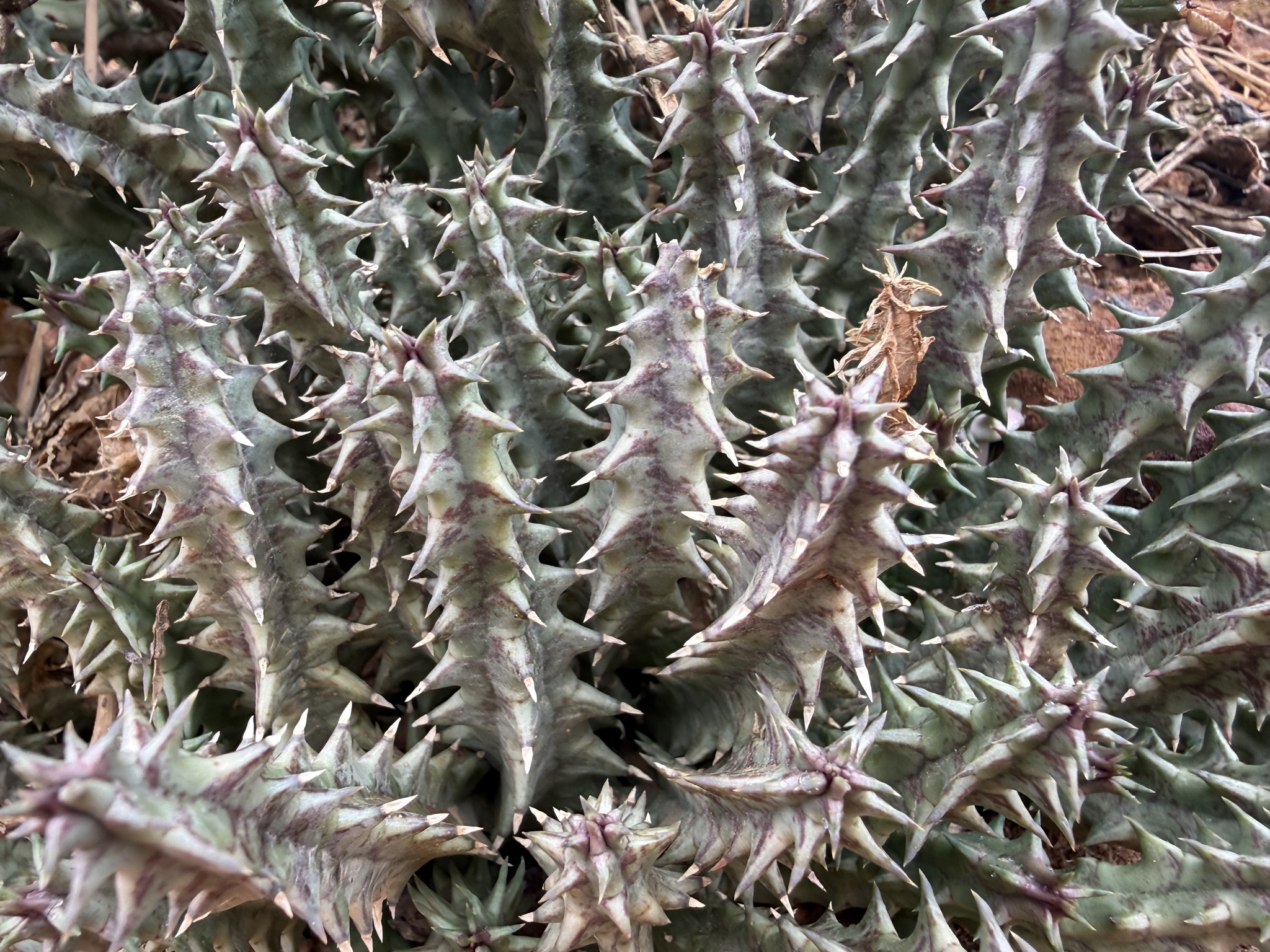 Huernia reticulata (Masson) Haw. 3