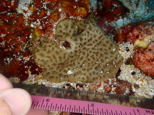Psammocora columna observed 2026-04-07