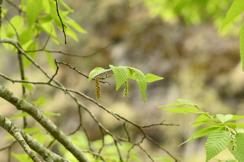 Carpinus kawakamii, photograph 1