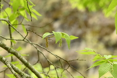 Carpinus kawakamii, photograph (c) 曾昱承 Yu-Cheng Zeng, some rights reserved (CC BY)