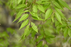Carpinus kawakamii, photograph (c) 曾昱承 Yu-Cheng Zeng, some rights reserved (CC BY)