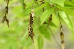 Carpinus kawakamii, photograph (c) 曾昱承 Yu-Cheng Zeng, some rights reserved (CC BY)
