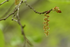 Carpinus kawakamii, photograph (c) 曾昱承 Yu-Cheng Zeng, some rights reserved (CC BY)
