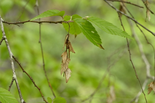Carpinus kawakamii, photograph 5