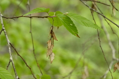 Carpinus kawakamii, photograph (c) 曾昱承 Yu-Cheng Zeng, some rights reserved (CC BY)