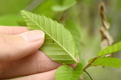 Carpinus kawakamii, photograph (c) 曾昱承 Yu-Cheng Zeng, some rights reserved (CC BY)