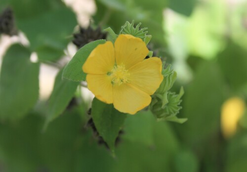 Coastal Indian mallow (Abutilon permolle)
