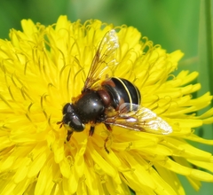 Eristalis cryptarum