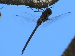 Gomphaeschna antilope
