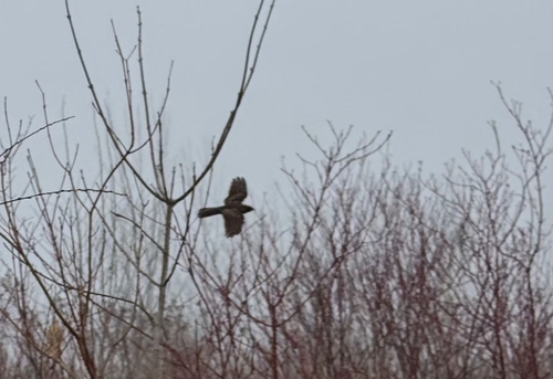 Chuck-will's-widow observed by yung_naturalist