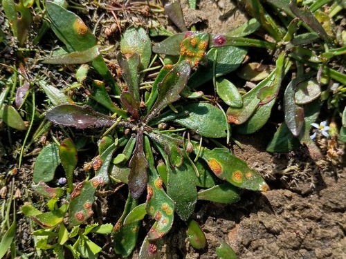 Goodenia humilis, photograph 6