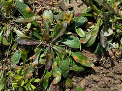 Goodenia humilis, photograph (c) grampianshiker, some rights reserved (CC BY)