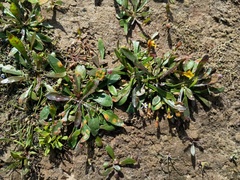 Goodenia humilis, photograph (c) grampianshiker, some rights reserved (CC BY)