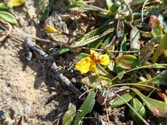 Goodenia humilis, photograph (c) grampianshiker, some rights reserved (CC BY)