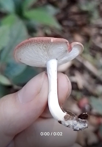 Leucopaxillus gracillimus