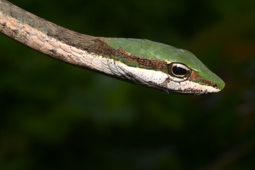 Eastern Twig Snake