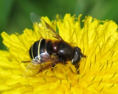 Eristalis cryptarum