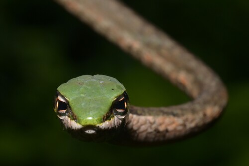 Eastern Twig Snake