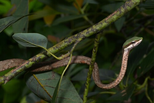 Eastern Twig Snake