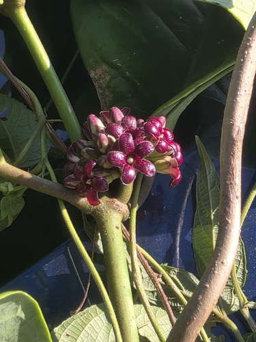 Ruehssia macrophylla, 2025-11-07