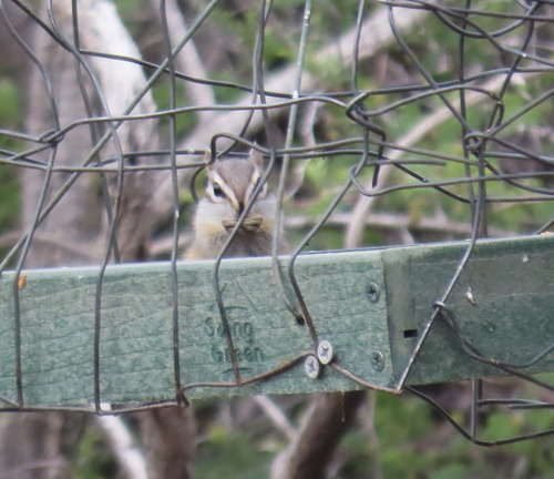 Cliff Chipmunk observed by anjers