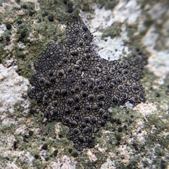 Willeya diffractella