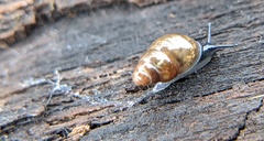Cochlicopa lubrica