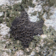 Willeya diffractella