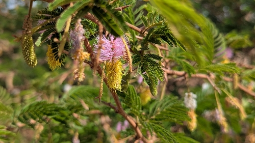 aroma