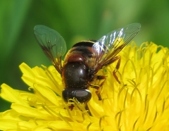 Eristalis cryptarum