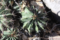 Ferocactus echidne echidne