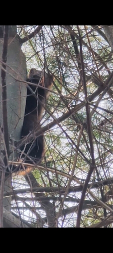 Fisher observed by cinner