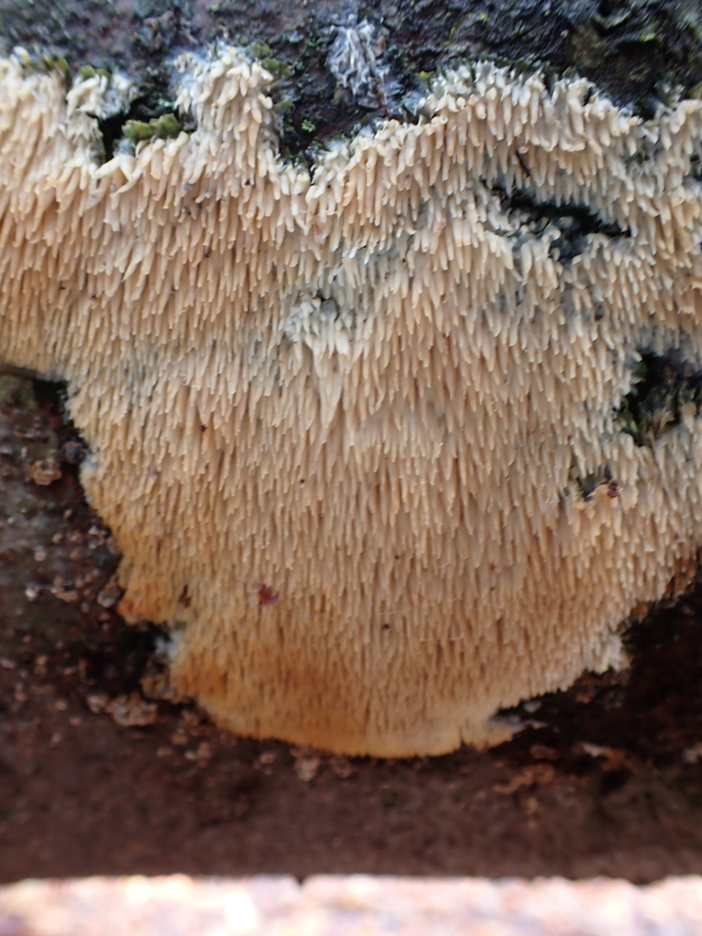 Radulomyces copelandii · April 2026 · photo: © tidepooltales (iNaturalist, cc-by)