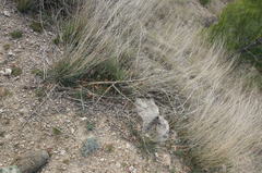 Capparis spinosa herbacea