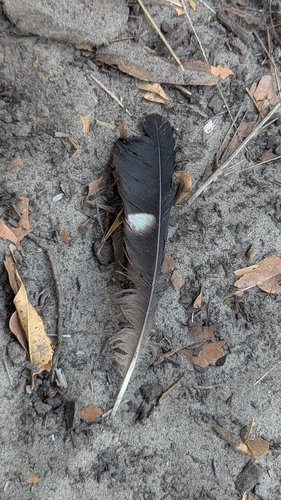 Western Plantain-eater