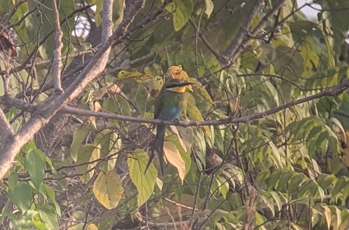 Swallow-tailed Bee-eater