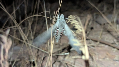Convolvulus Hawkmoth