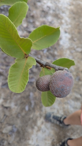Neocarya macrophylla