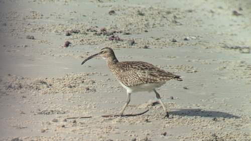 Eurasian Whimbrel