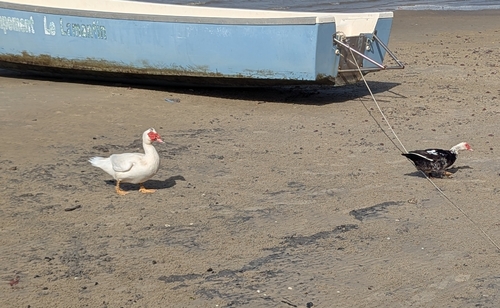 Domestic Muscovy Duck