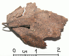 Marasmius minutissimus