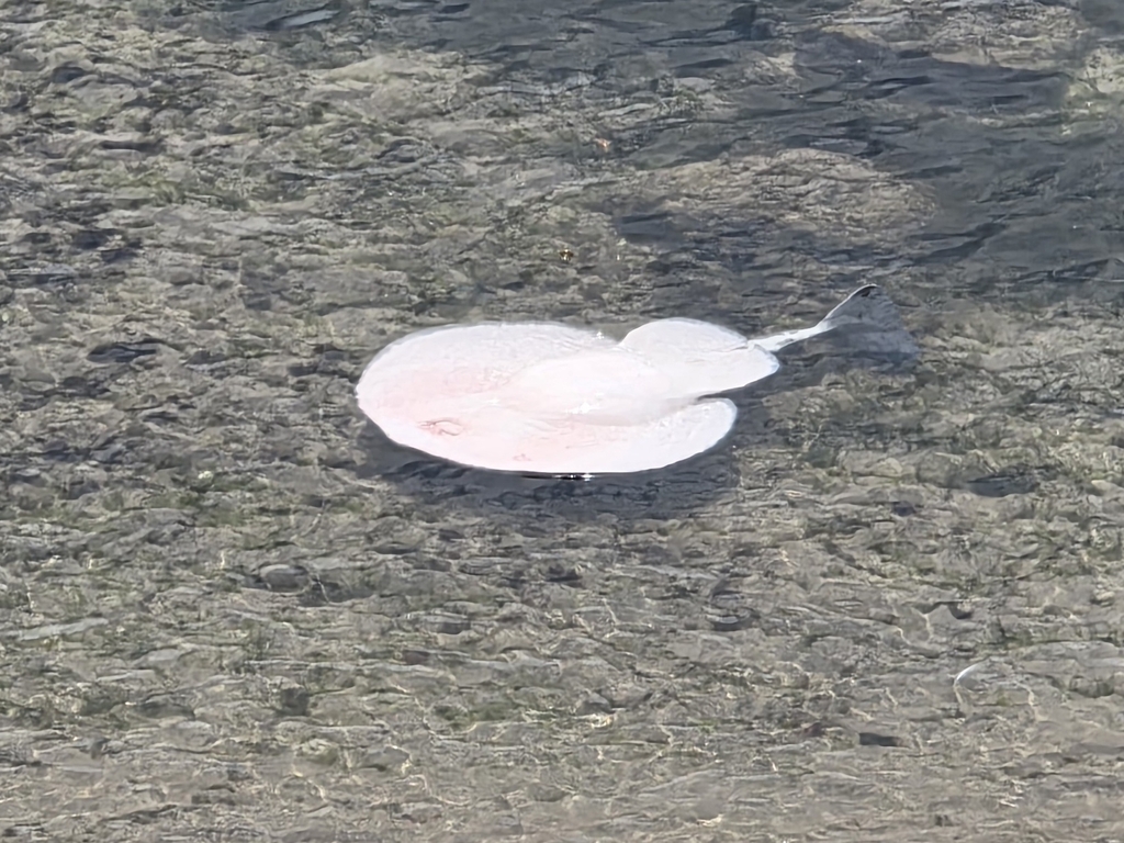 Electric ray (Tetronarce californica) — Torpedinidae